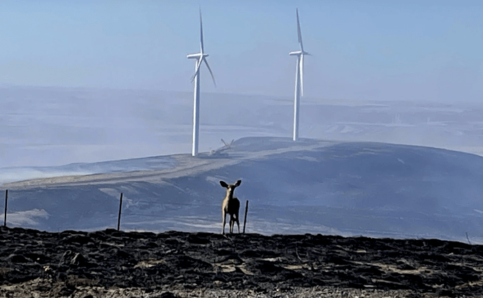 Washington: cervi si rifugiano vicino pale eoliche, mentre incendi bruciano la&nbsp;terra