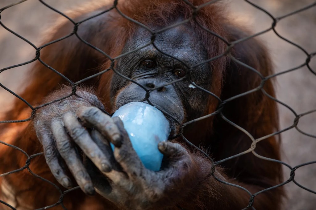 ‘Te l’avevo detto’