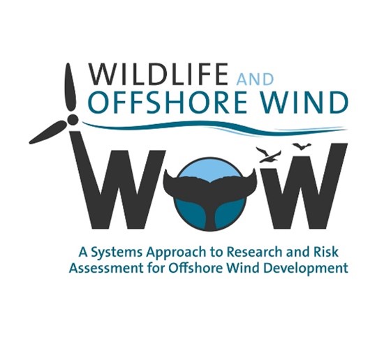 USA, progetto WOW: studiare gli impatti dell’eolico offshore sulla fauna selvatica