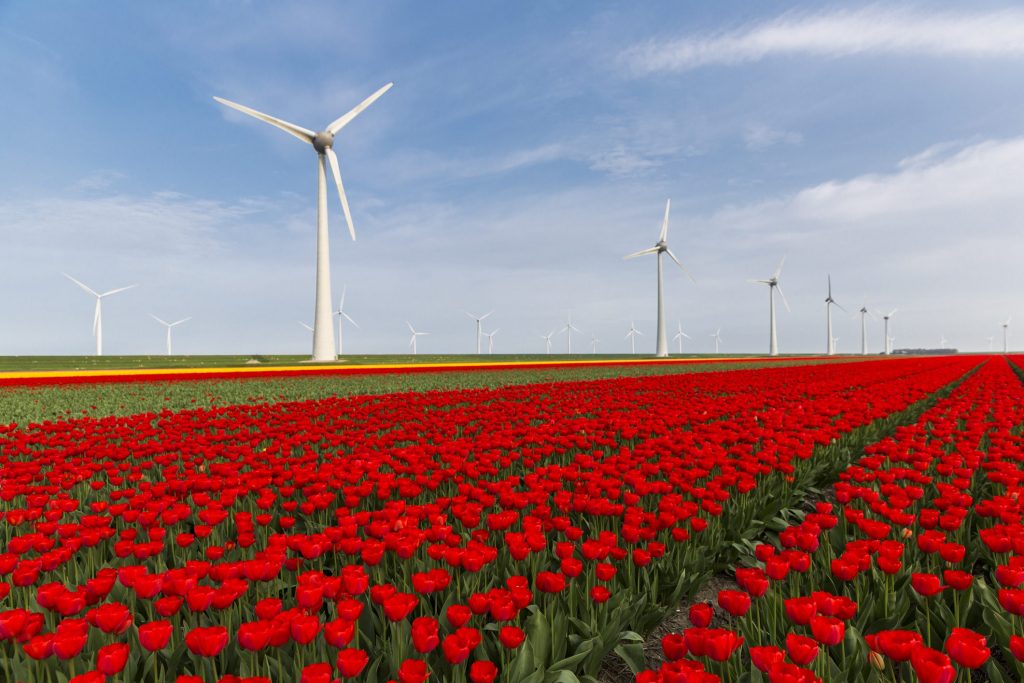 Olanda, produzione elettrica da energia eolica aumentata di oltre un terzo