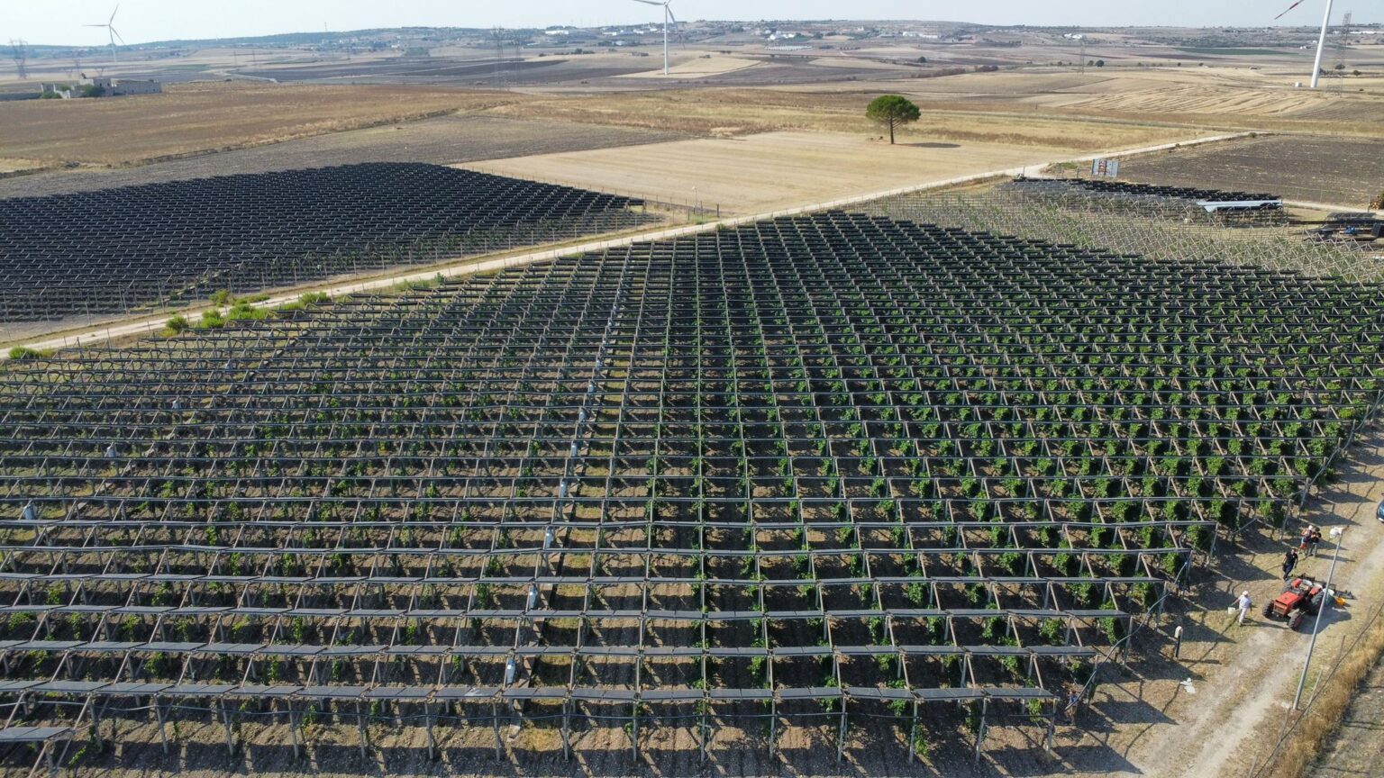 Puglia, La Svolta: L’agrivoltaico posticipa la vendemmia e migliora la qualità del vino