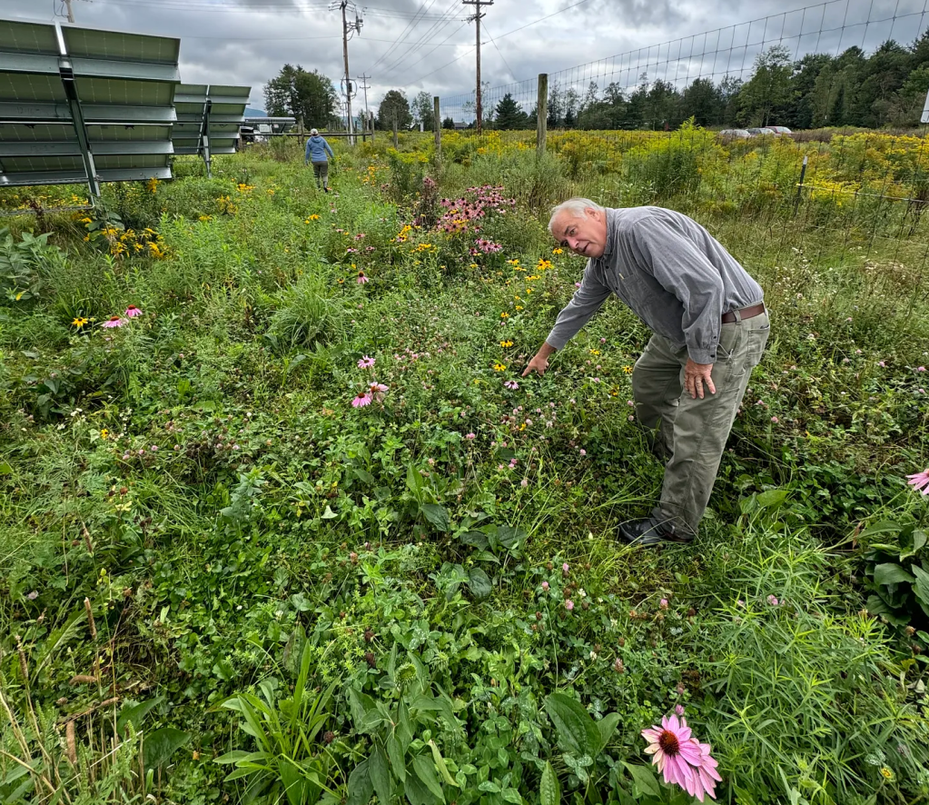 Qualcosa da fare concretamente per contrastare il declino degli&nbsp;insetti