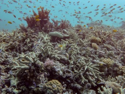 Perdite record di coralli nella Grande Barriera Corallina: alcune barriere fino al 70 per&nbsp;cento