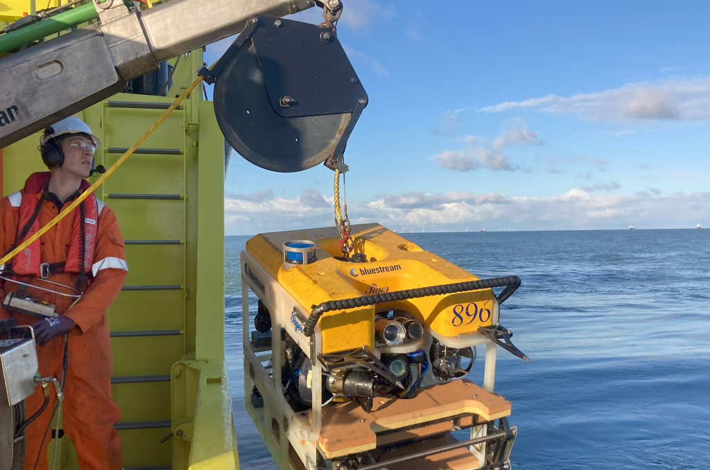 Offshore e biodiversità: Vattenfall per la crescita marina su fondamenta&nbsp;eoliche