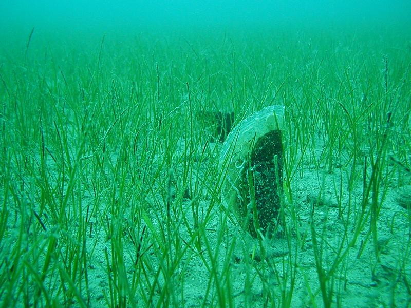 Clima, il mare è più caldo e l’Adriatico perde le praterie marine