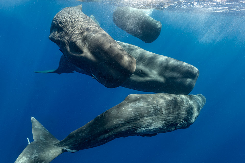 Cetacean Translation Initiative, usare l’IA per decodificare le comunicazioni delle balene